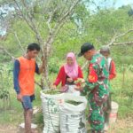 Babinsa Koramil 1002-04/Las Dampingi Warga Binaan Panen Jeruk Nipis