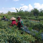 Babinsa Tangguh Hadir Untuk “Bangun Ekonomi Kampung Halaman”