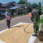 Jemur Padi Sarana Komsos Sertu Slamet Buadi Dengan Warga Binaan