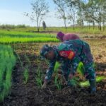 Dukung Ketahanan Pangan, Serda Agung Prayogo Bantu Warga Tanam Padi Lahan Lebak   