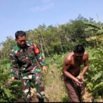 Dukung Ketahanan Pangan, Serda Sugiarto Bantu Petani Panen Sayuran
