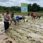TNI-Polri dan Masyarakat Bersatu Tanam Padi di Limpasu, Dukung Ketahanan Pangan