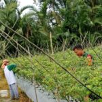 Hadapi Tantangan Cuaca Ekstrem, Babinsa Bantu Petani Cabai
