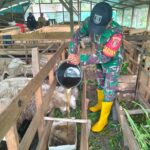 Dari 2 Ekor Kambing Jadi 117 Ekor, Babinsa Ini Raih Omzet Puluhan Juta