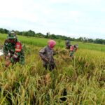 Panen Melimpah, Bukti Nyata Sinergi Babinsa dan Petani HST