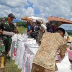 Babinsa Dampingi Panen Padi di Labuan Amas Selatan, Petani Sumringah Hasil Meningkat