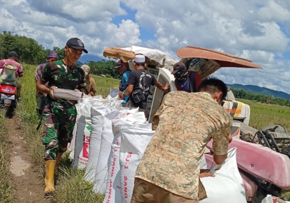 Babinsa Dampingi Panen Padi di Labuan Amas Selatan, Petani Sumringah Hasil Meningkat