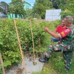 Babinsa Koramil 1002-08/LAU Dampingi dan Motivasi Petani Cabe di Kasarangan