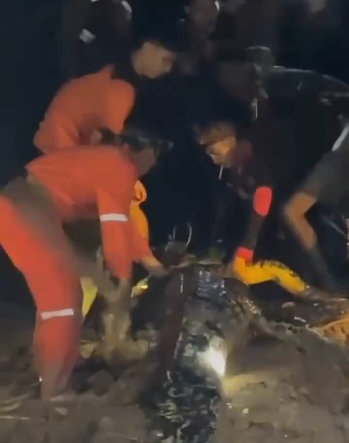 Buaya Raksasa Sungai Sangatta Ditangkap, Diduga Mangsa Bocah 10 Tahun