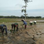 TNI AD Kawal Program Swasembada Pangan, Babinsa Haruyan Gandeng Petani Teluk Masjid