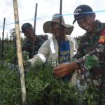 Selain Infrastruktur, TMMD Juga Sentuh Potensi Hortikultura di Hulu Sungai Tengah