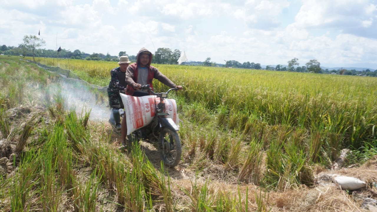 Kepedulian Satgas TMMD: Ulurkan Tangan Bantu Petani Bawa Hasil Panen