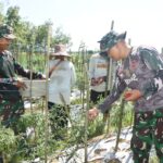 Satgas TMMD Kodim 1002/HST Bantu Petani Panen Cabe di Pengambau Hilir Luar Satgas TMMD Kodim 1002/HST Bantu Petani Panen Cabe di Pengambau Hilir Luar