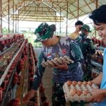 Satgas TMMD ke-124 Kodim 1002/HST Bantu Panen Telur di BUMDes Pengambau Hilir Luar Satgas TMMD ke-124 Kodim 1002/HST Bantu Panen Telur di BUMDes Pengambau Hilir Luar