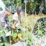 Satgas TMMD Kodim 1002/HST Bantu Petani Panen Tomat di Pengambau Hilir Luar Satgas TMMD Kodim 1002/HST Bantu Petani Panen Tomat di Pengambau Hilir Luar