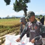 Satgas TMMD ke-124 Kodim 1002/HST Bantu Petani Panen Padi di Lokasi Pembangunan Jalan Pengambau Hilir Luar