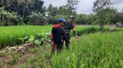 Wujud Dukung Ketahanan Pangan, Babinsa Koramil 1002-08/LAU Bantu Petani
