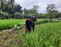 Wujud Dukung Ketahanan Pangan, Babinsa Koramil 1002-08/LAU Bantu Petani