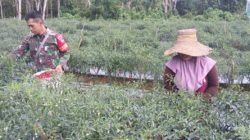 Babinsa Koramil 1002-01/Batang Alai Selatan Bantu Warga Panen Cabe Keriting