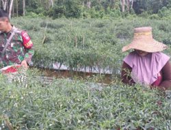 Babinsa Koramil 1002-01/Batang Alai Selatan Bantu Warga Panen Cabe Keriting