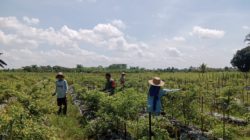 Babinsa Koramil 1002-08/Labuan Amas Utara Bantu Warga Panen Cabe di Desa Perumahan