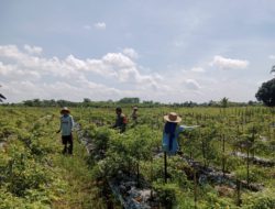Babinsa Koramil 1002-08/Labuan Amas Utara Bantu Warga Panen Cabe di Desa Perumahan