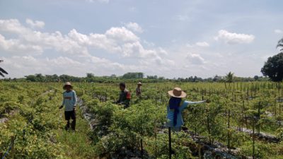 Babinsa Koramil 1002-08/Labuan Amas Utara Bantu Warga Panen Cabe di Desa Perumahan