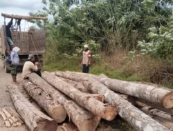 KPH Tanah Laut Amankan Puluhan Batang Kayu Hasil Penebangan Ilegal