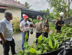 Dinas PKP dan Badan Karantina Kalsel Awasi Ketat Peredaran Bibit Pisang Tak Layak Edar