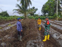 Babinsa Koramil 1002-04/LAS Dampingi Petani Siapkan Lahan Cabai