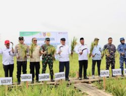 Gubernur Kalsel Panen Raya di Batola, Produksi Padi Kalsel Tertinggi di Kalimantan
