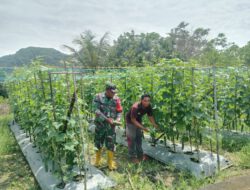 Pererat Kemanunggalan TNI–Rakyat, Babinsa Haruyan Bantu Warga Panen Mentimun