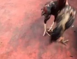 “Lapor Pak Kapolres” Sabung Ayam di PT Milano Marbau Resahkan Warga 