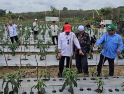 Gerakan Tanam Cabai dan Bawang Merah, Kalsel Perkuat Stabilitas Pangan dan Kendali Inflasi