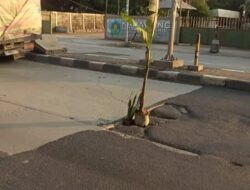 Jalan Tanjungpura Berlubang tak Kunjung Diperbaiki, Warga Tanam Pohon Pisang 