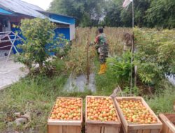Pererat Kemanunggalan TNI dan Rakyat, Babinsa Bantu Warga Panen Tomat