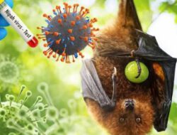 Kasus Virus Nipah, Pemprov Kalsel Perkuat Kesiapsiagaan Sistem Kesehatan