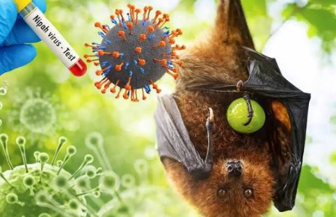 Virus Nipah