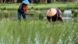 Pulihkan Lahan Pertanian Pasca Banjir