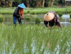 Pemprov Kalsel Pulihkan Lahan Pertanian Pasca Banjir