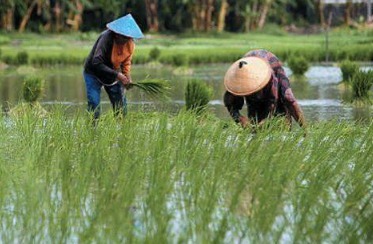 Pulihkan Lahan Pertanian Pasca Banjir