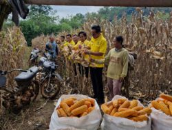 Ketua DPD Partai Golkar Kabupaten Way Kanan Hadiri Panen Raya Jagung di Kecamatan Baradatu