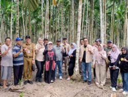 Perkuat Program BioCF, Dishut Kalsel Pelajari Pinang Betara Varietas Unggul Nasional