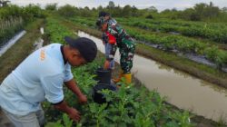 Perkuat Ketahanan Pangan, Babinsa Bantu Perawatan Sayuran Milik Warga