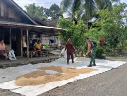 Perkuat Ketahanan Pangan, Babinsa Labuhan Aktif Dampingi Warga Jemur Padi