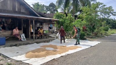 Perkuat Ketahanan Pangan, Babinsa Labuhan Aktif Dampingi Warga Jemur Padi