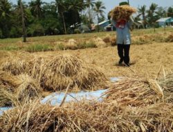 Perkuat Ketahanan Pangan, Kalsel Prioritaskan Rehabilitasi dan Bangun Lumbung Pangan di Sentra Produksi