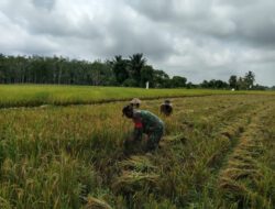 Babinsa Haruyan Turun Sawah Bersama Warga, Perkuat Ketahanan Pangan Desa