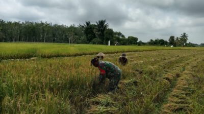 Babinsa Haruyan Turun Sawah Bersama Warga, Perkuat Ketahanan Pangan Desa