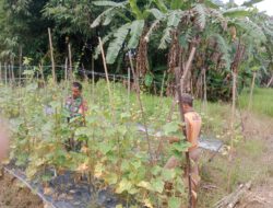 Sinergi TNI dan Warga, Panen Mentimun di Desa Perumahan Berjalan Lancar